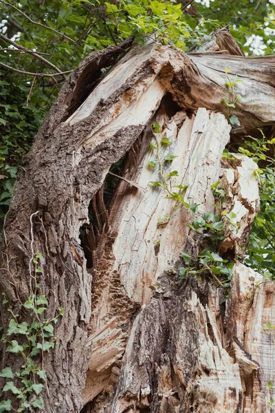 Plan Rapproché Vertical Tas Bois Brisé Dans Une Forêt — Photo