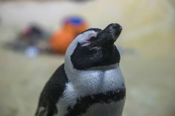 Primer Plano Lindo Pingüino Dormido —  Fotos de Stock
