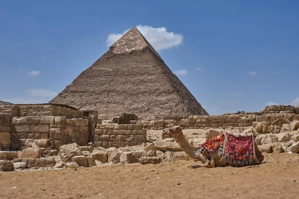 Ein Kamel Liegt Vor Der Berühmten Pyramide Von Khafre Ägypten — Stockfoto