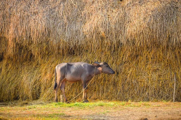 干し草の山の前に立つ水牛 — ストック写真