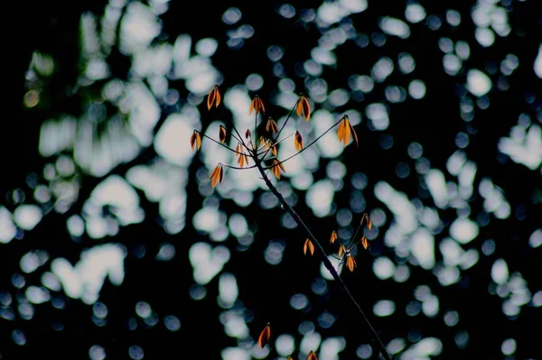 Крупный План Оранжевых Листьев Дереве Боке Фоне — стоковое фото