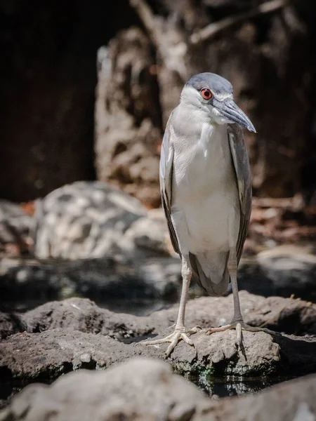 Svartkrönt Nattheron Den Colombianska Fågelhelgedomen Cartagena Indias — Stockfoto