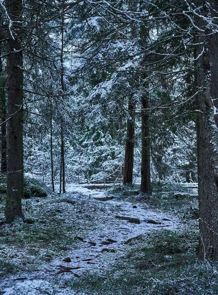 Снежная Тропинка Деревьями Покрытыми Снегом Лесу — стоковое фото