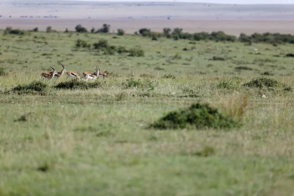ケニアのマサイ マラの緑の草の上のトンプソン ガゼルのグループ — ストック写真