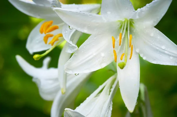 Egy Gyönyörű Közeli Kép Egy Hófehér Liliom Lilium Candidum Vízcseppek — Stock Fotó