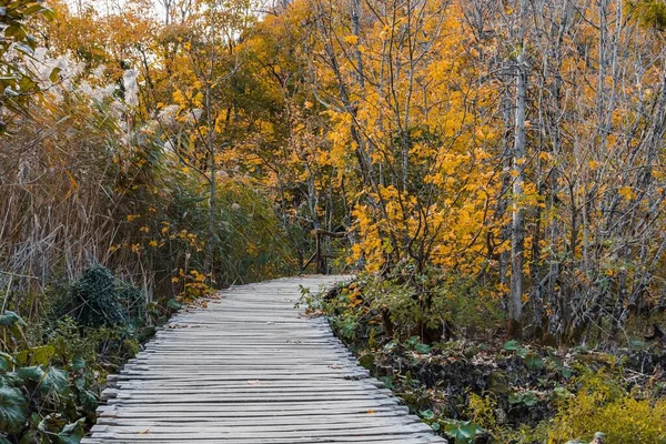 Красивый Пейзаж Деревянной Дорожки Тихом Желтом Осеннем Лесу — стоковое фото