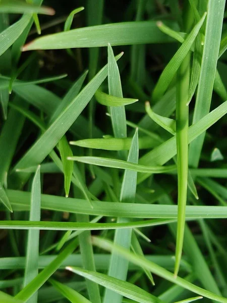 Вертикальный Снимок Деталей Зеленой Траве Тростнике Поле — стоковое фото