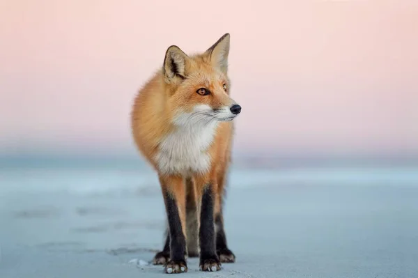 Red Fox Standing Background Soft Pink Sky Sunset — Stock Photo, Image