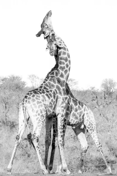Вертикальный Снимок Двух Жирафов Оттенках Серого — стоковое фото