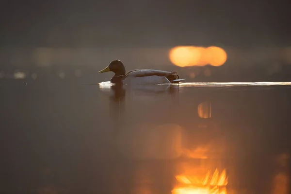 一只可爱的小野鸭在平静的湖中漂浮时的特写镜头 — 图库照片