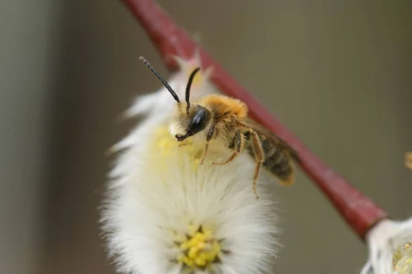 Κοντινό Πλάνο Μιας Μέλισσας Εξόρυξης Πορτοκαλί Ουρά Της Αντρίνα Αιμορροΐδες — Φωτογραφία Αρχείου
