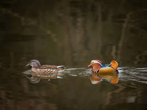 Güzel Mandarin Ördeği Aix Galericulata Gölette Birlikte Yüzerken — Stok fotoğraf