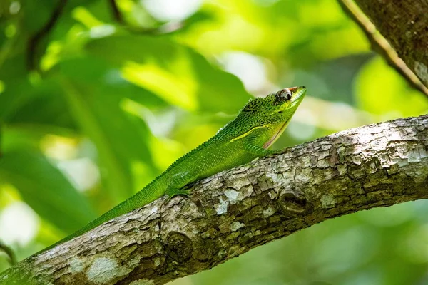 Closeup Shot Green Knight Anole Reptile Tree Branch — Stock Photo, Image