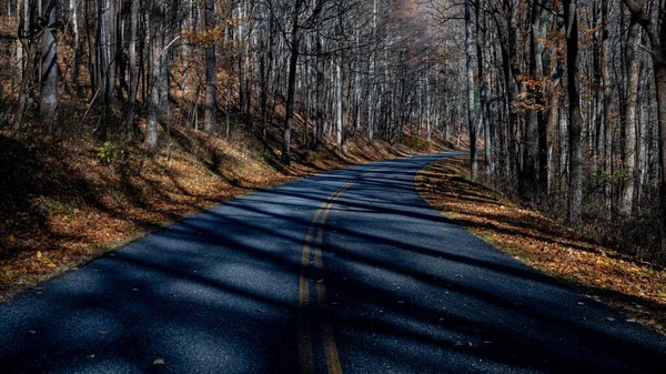 Uma Estrada Vazia Cercada Por Árvores Outono — Fotografia de Stock