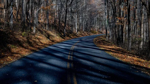 Une Route Vide Entourée Arbres Automne — Photo