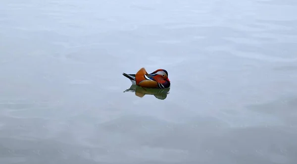Alto Primer Plano Pato Mandarín Colorido Nadando Agua —  Fotos de Stock