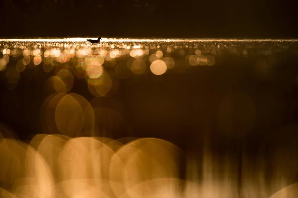 穏やかな湖に浮かぶかわいいリングの請求書付きのカモメのクローズアップショット — ストック写真