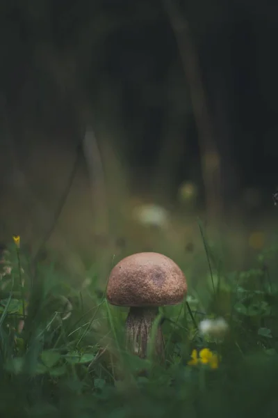 Bulanık Arka Planı Olan Bir Ormanda Büyüyen Küçük Bir Mantarın — Stok fotoğraf