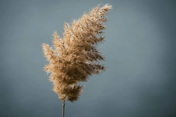 Pampas Grass Isolated Grey Background — Stock Photo, Image