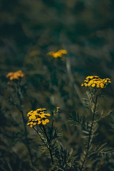 Tansy Nin Tanasetum Vulgare Yeşil Çimenlerde Büyüyen Çiçeklerinin Dikey Yakın — Stok fotoğraf