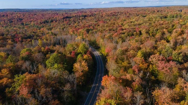 Autumnal Scenery Road Lined Dense Forest Mckean County — Stock Photo, Image