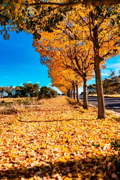 一排排秋天的树的垂直拍 黄落叶叶绿叶紧靠着公路 — 图库照片