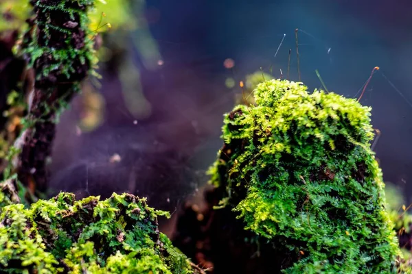 Orman Zemininde Yosunla Kaplanmış Kaya Ahşap Yakın Çekim — Stok fotoğraf