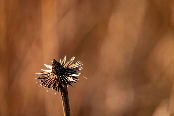 Eine Selektive Fokusaufnahme Von Trockenblumen Garten — Stockfoto