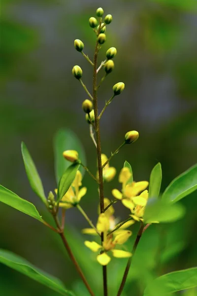 Narin Sarı Bir Galphimia Çiçeğinin Dikey Görüntüsü — Stok fotoğraf