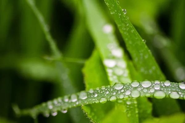 緑の草の刃に雨滴のマクロショット — ストック写真