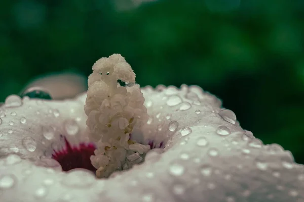 Zbliżenie Białego Kwiatu Pokrytego Rosą — Zdjęcie stockowe