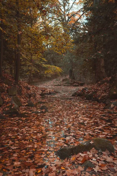 Озеро Заполнено Осенними Листьями — стоковое фото