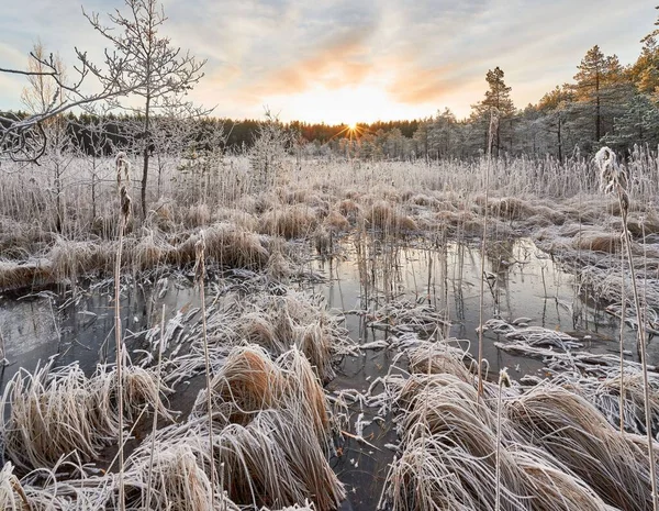 Beautiful Shot Swamp Dry Grass Wintertime — Stock Photo, Image