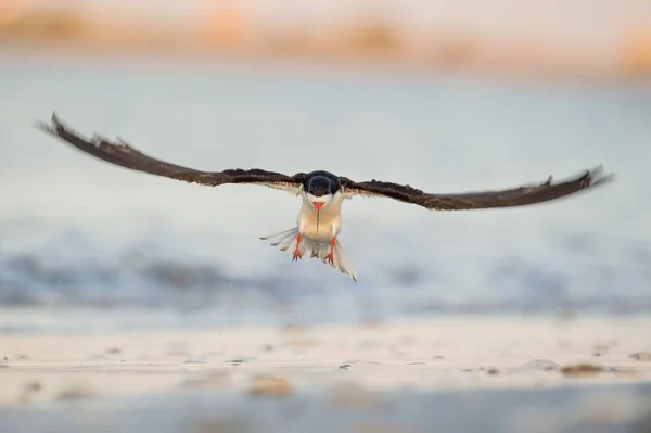 Bir Black Skimmer Altın Sabah Güneşinde Kanatlarıyla Suyun Üzerinde Uçuyor — Stok fotoğraf