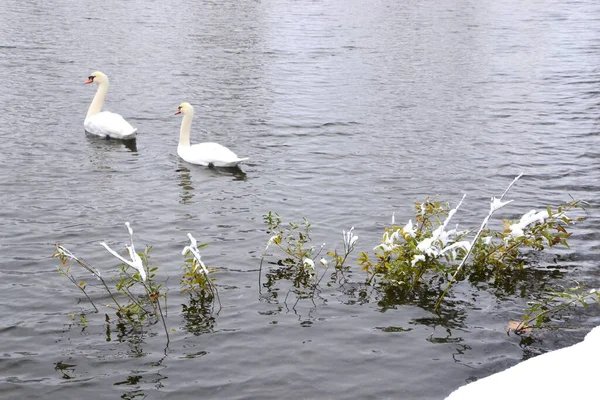 Mooie Witte Zwanen Zwemmen Het Water Een Besneeuwde Dag — Stockfoto