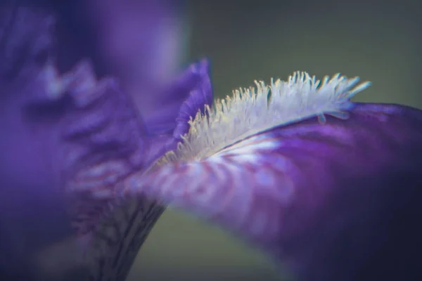 Ένα Κοντινό Πλάνο Ενός Μοβ Λουλουδιού Που Ανθίζει Στον Κήπο — Φωτογραφία Αρχείου