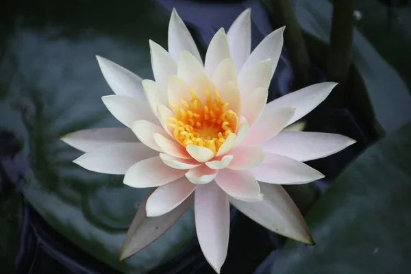 Close Blooming White Lotus — Stock Photo, Image