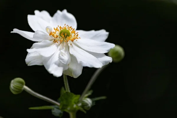Selective Focus Shot White Anemone Garden — Zdjęcie stockowe