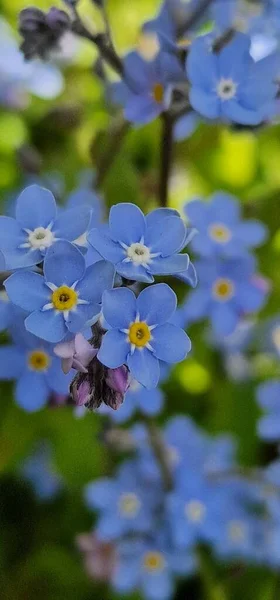 Ein Vertikaler Selektiver Fokus Blauer Vergissmeinnicht Myosotis Garten — Stockfoto