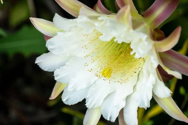 Plan Rapproché Délicate Reine Fleur Nocturne Epiphyllum Cereus Sur Fond — Photo