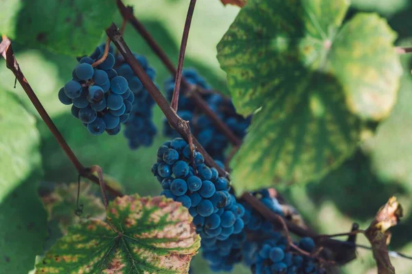 Вибірковий Фокус Свіжого Органічного Винограду Виноградній Гілці — стокове фото