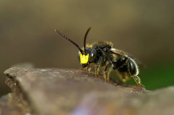 Egy Laza Méhecske Közelsége Egy Sziklán — Stock Fotó