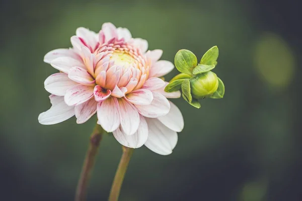 Крупним Планом Рожева Квітка Далії Розмитому Фоні — стокове фото