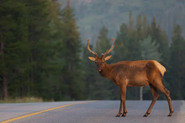 A deer on a road near forest