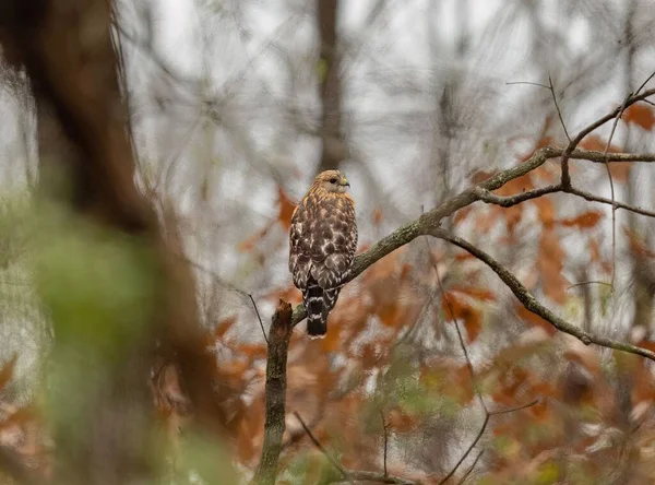 Selective Focus Shot Red Shouldered Hawk Buteo Lineatus Perched Branch — Stock Photo, Image