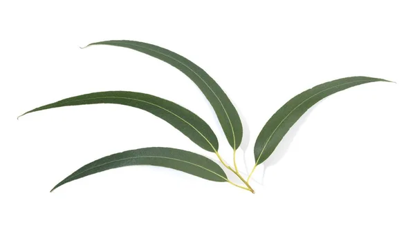 Frische Eukalyptusblätter Isoliert Auf Weißem Hintergrund — Stockfoto
