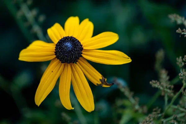 Selektivní Zaostření Záběru Žlutého Konefloweru Zahradě — Stock fotografie