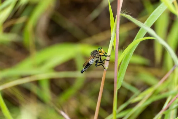 Closeup Small Bee Thin Stem — Stock Photo, Image