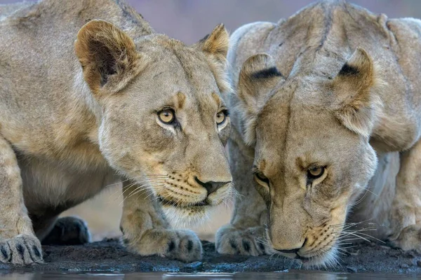 Ένα Κοντινό Πλάνο Θηλυκών Λιονταριών Που Πίνουν Νερό — Φωτογραφία Αρχείου