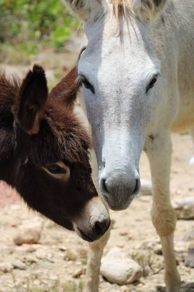 博内尔省一个田野里的一匹白马和一头驴子的特写镜头 — 图库照片